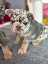 Bulldog Francese Merle Esotico
