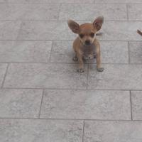 Cucciolo di pinscher chiwawa