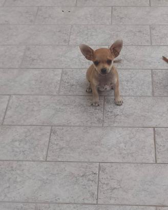 Cucciolo di pinscher chiwawa