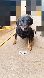 Cagnoline taglia piccola