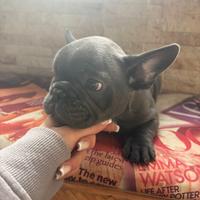 Bulldog francese