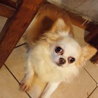 Due cani li do via perché cambio abitazione