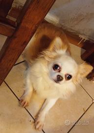 Due cani li do via perché cambio abitazione