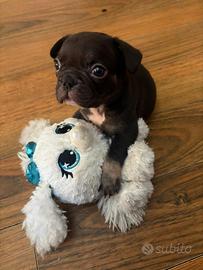 Cucciolo Bulldog francese
