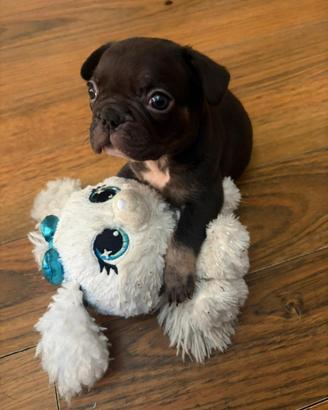 Cucciolo Bulldog francese