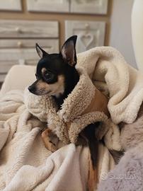 Pinscher accoppiamento