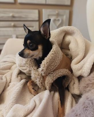 Pinscher accoppiamento