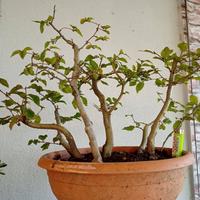 Prebonsai boschetto carpino biano