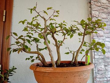 Prebonsai boschetto carpino biano
