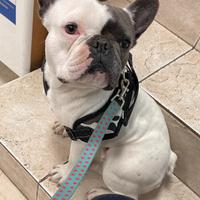 Bulldog femmina adulta da compagnia