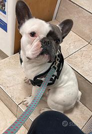 Bulldog femmina adulta da compagnia