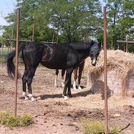 Cavallo per scuola o primo cavallo