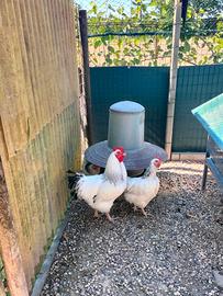 Galli e galline