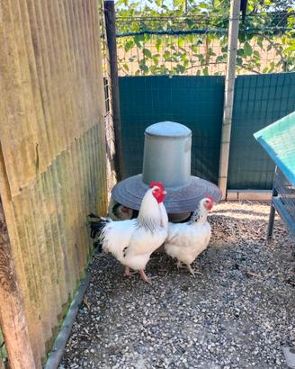 Galli e galline