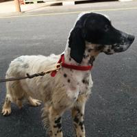Setter Inglese