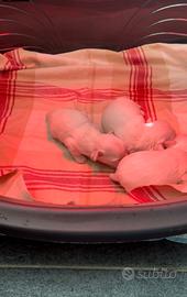 Maltese linea coreana