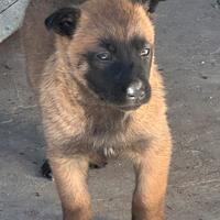 Pastori belga Malinois