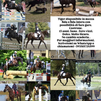 Mezza fida cavallo MARCON Venezia