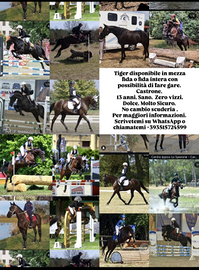 Mezza fida cavallo MARCON Venezia