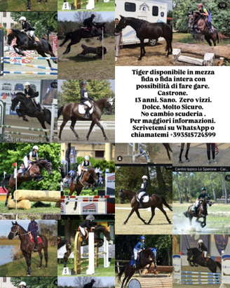 Mezza fida cavallo MARCON Venezia