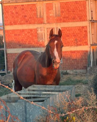 Puledro paint