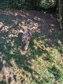Lagotto Romagnolo 