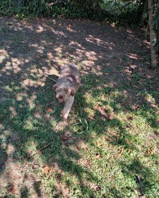 Lagotto Romagnolo 