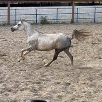 Cavallo