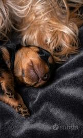 Yorkshire Terrier cuccioli di genitori con Pedigre