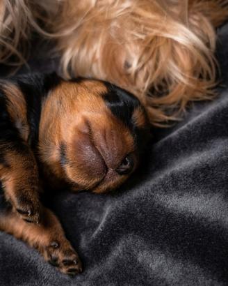 Yorkshire Terrier cuccioli di genitori con Pedigre
