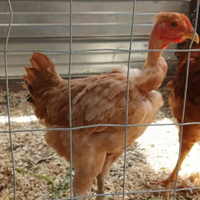 Galline