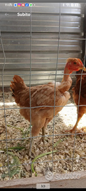 Galline