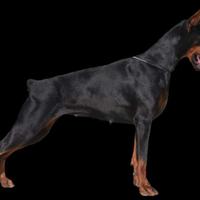 Dobermann