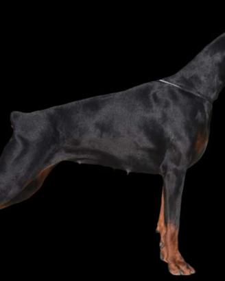 Dobermann