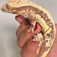 Geco Ciliatus Lilly White M