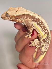 Geco Ciliatus Lilly White M