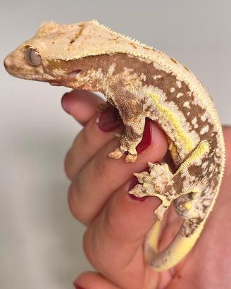 Geco Ciliatus Lilly White M