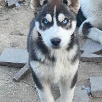 Cuccioli Siberian Husky