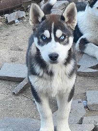 Cuccioli Siberian Husky