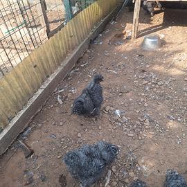 Galline