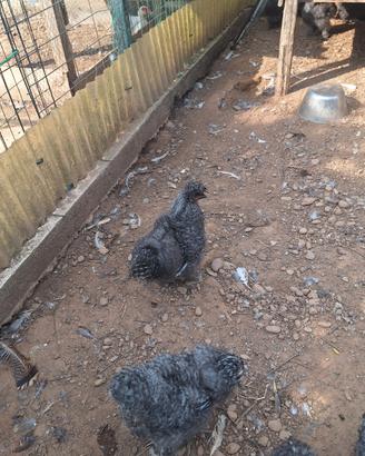 Galline