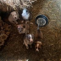 Pastore biellese - cuccioli