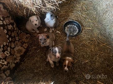 Pastore biellese - cuccioli