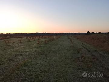 Noccioleto di 250 piante piantate da 4 anni