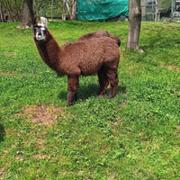 Wooly lama femmina