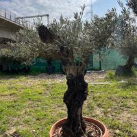 Olivo in vaso promo 190 euro