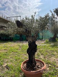 Olivo in vaso promo 190 euro