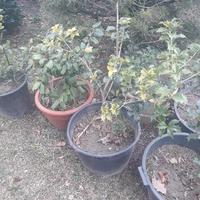 Lotto piante