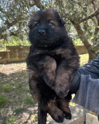 Stupendi Cuccioli Pastore Tedesco LINEA LAVORO