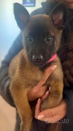 Cuccioli pastore belga Malinois